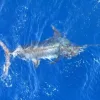 FISHHere - Image 3